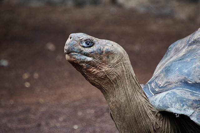 Free Tortoise Reptile photo and picture
