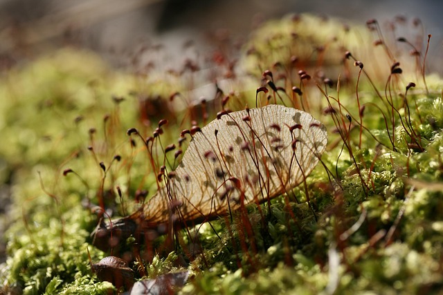 Free Moss Maple Seeds photo and picture