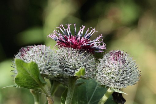 超过60 张关于 Blooming Burdock 和 牛蒡 的免费图片 Pixabay