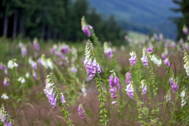 Free Flowers Digitalis photo and picture