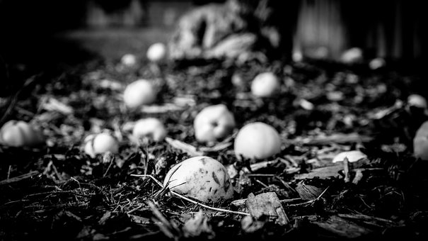 Free Apples Apple Tree photo and picture