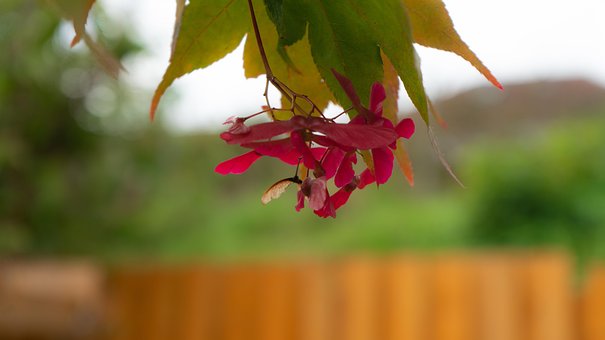 Free Tree Nature photo and picture