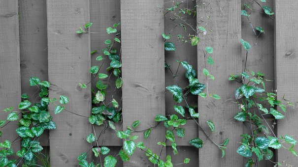 Free Fence Nature photo and picture