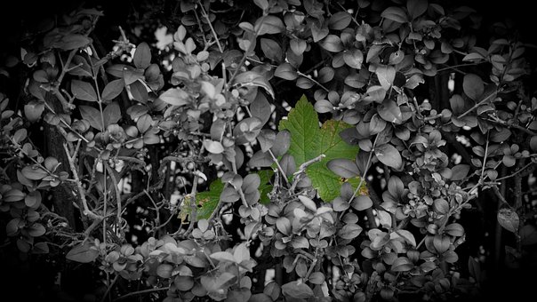 Free Plant Hedge photo and picture