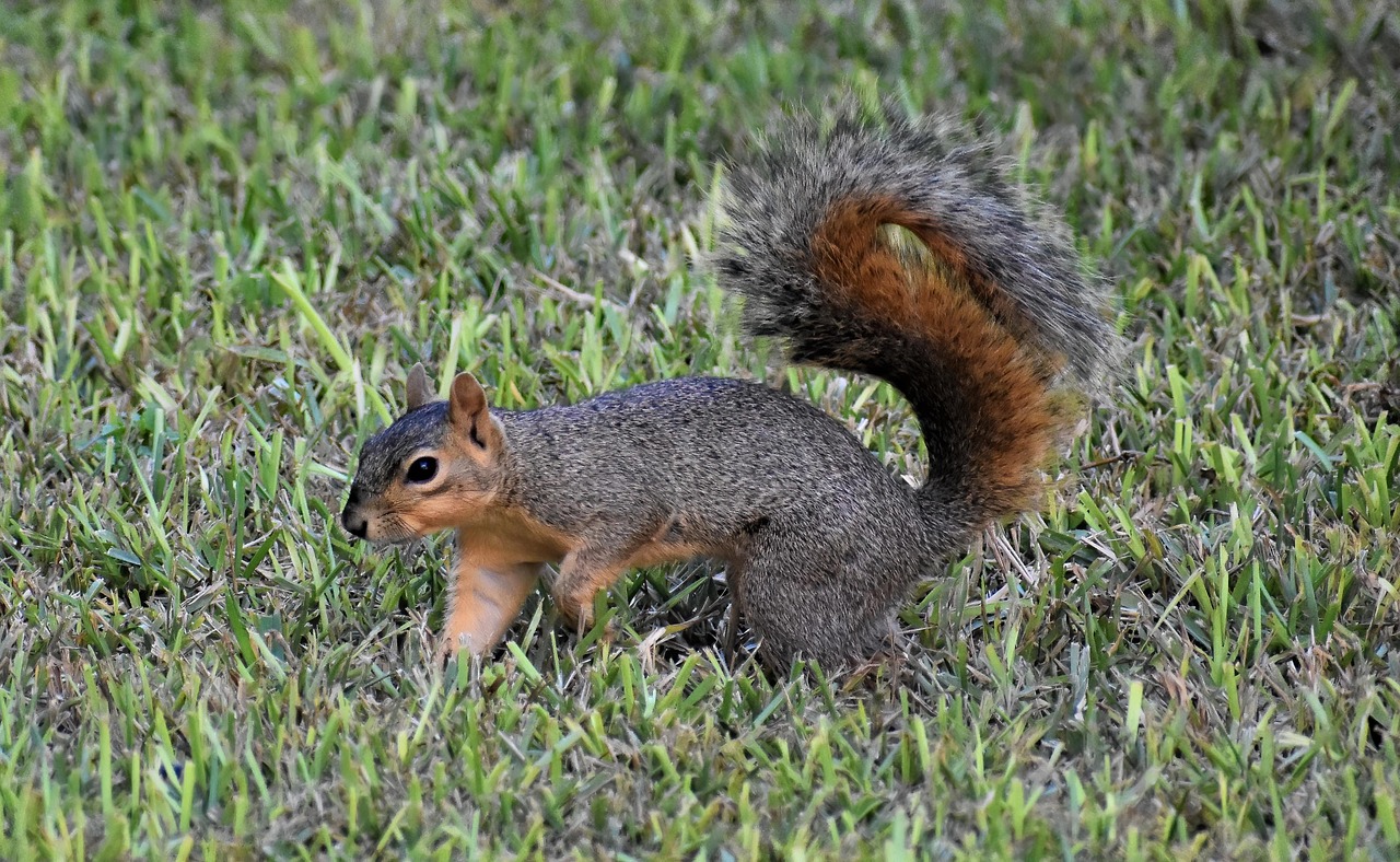 Squirrel Rodent Animal Free photo on Pixabay Pixabay