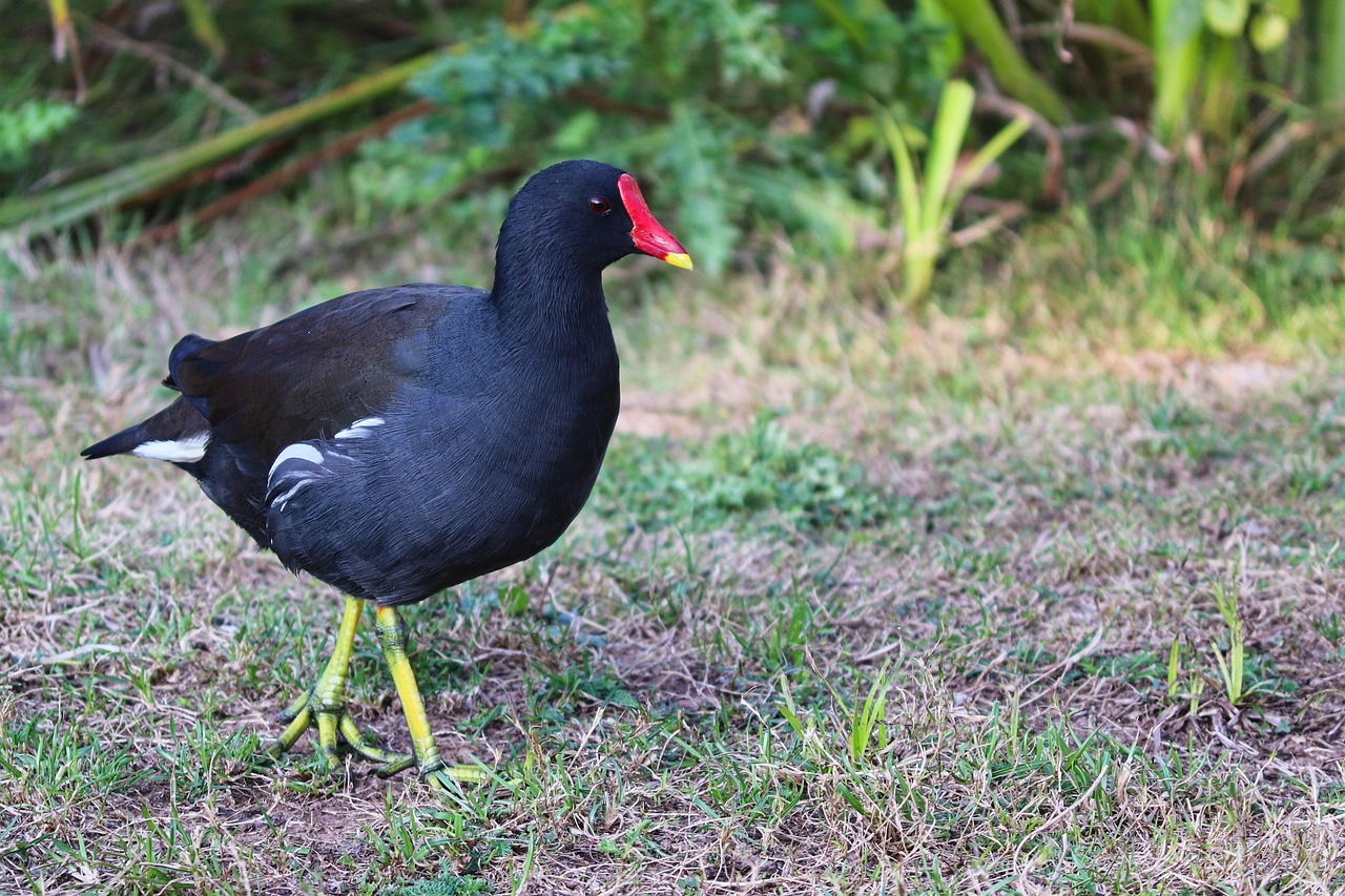 Moorhen Common Waterhen Free photo on Pixabay Pixabay