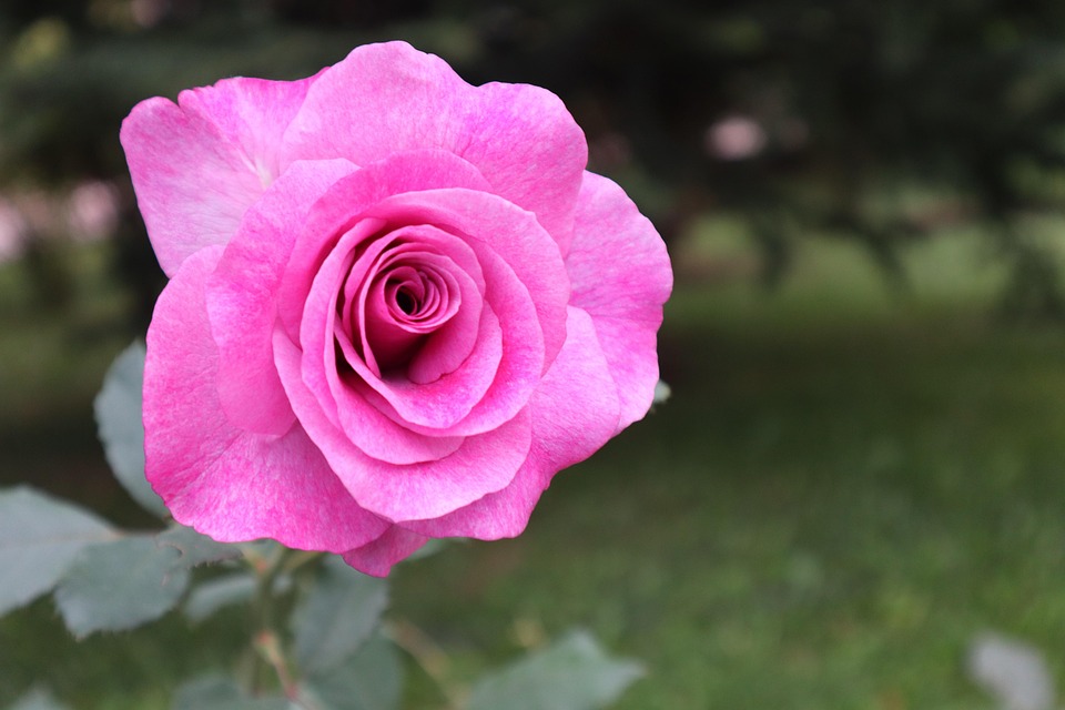 Rose Pink Flower - Free photo on Pixabay - Pixabay