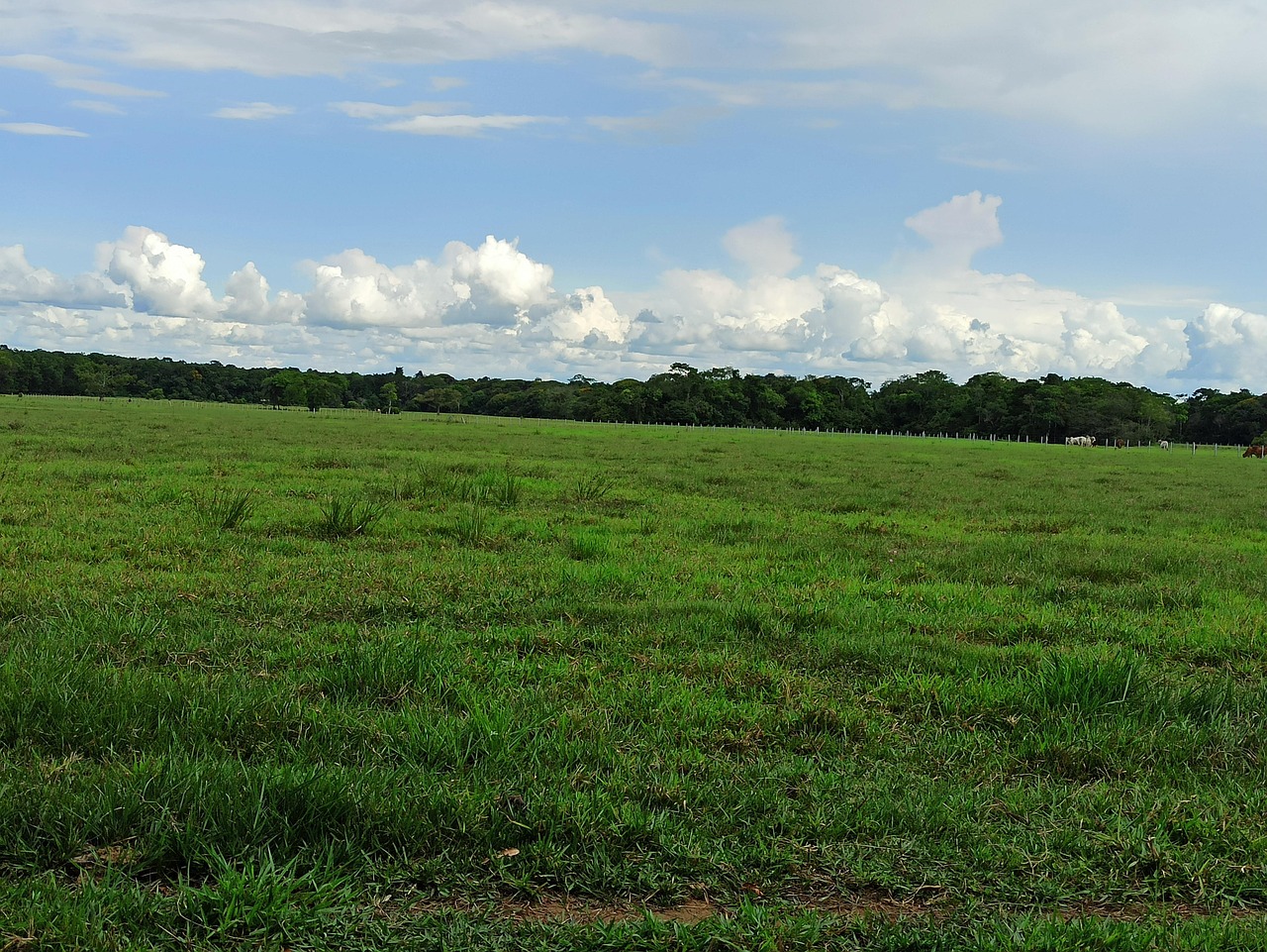 Prairie Vert Pâturage - Photo gratuite sur Pixabay - Pixabay