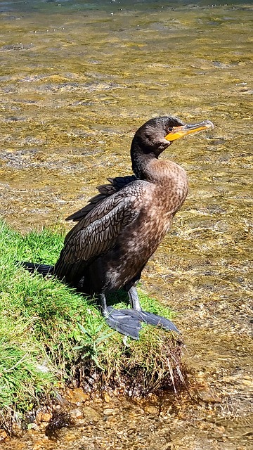 Cormoran, Pasăre, Animal, Păsări De Apă