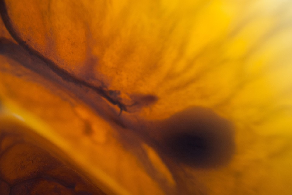 Tangerine Fruit Seed Free photo on Pixabay Pixabay