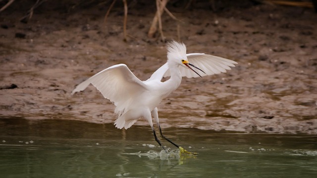 Garza Blanca Aves Acuáticas Pico - Foto gratis en Pixabay