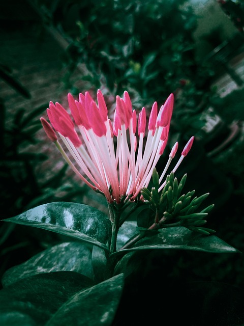 Free Aroma Black Background photo and picture