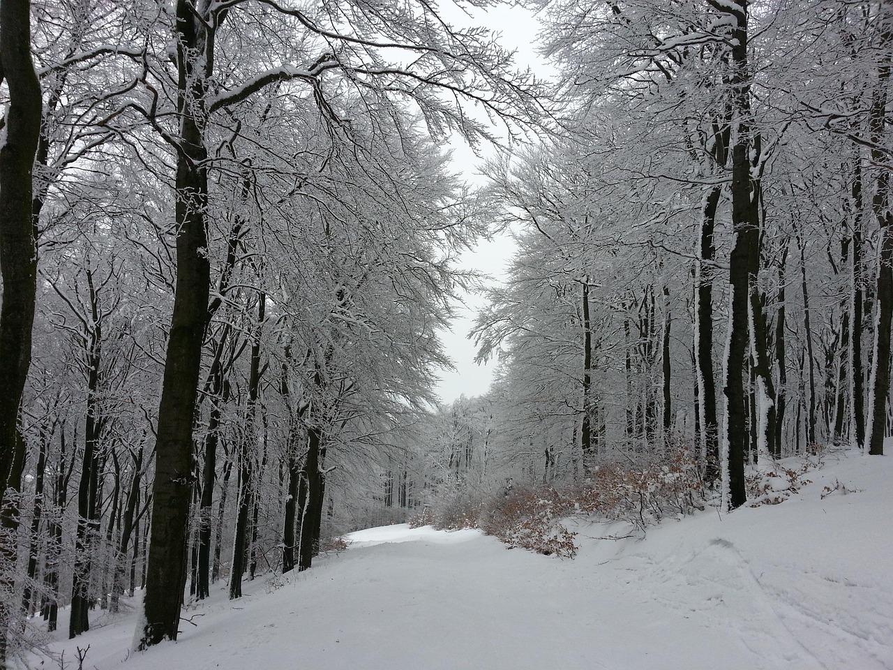 冬天 雪 - Pixabay上的免费照片 - Pixabay