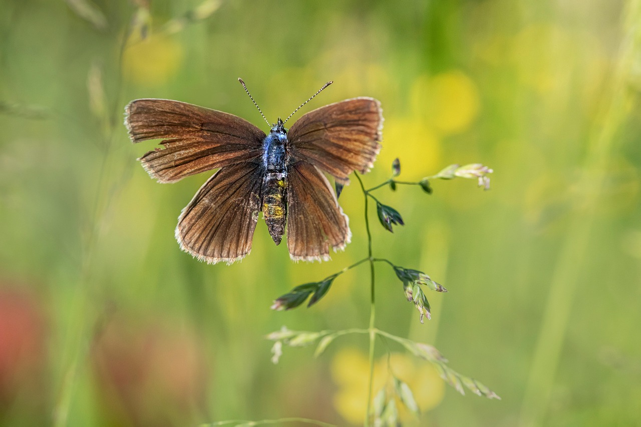 Butterfly Flower Pollinate Free photo on Pixabay Pixabay