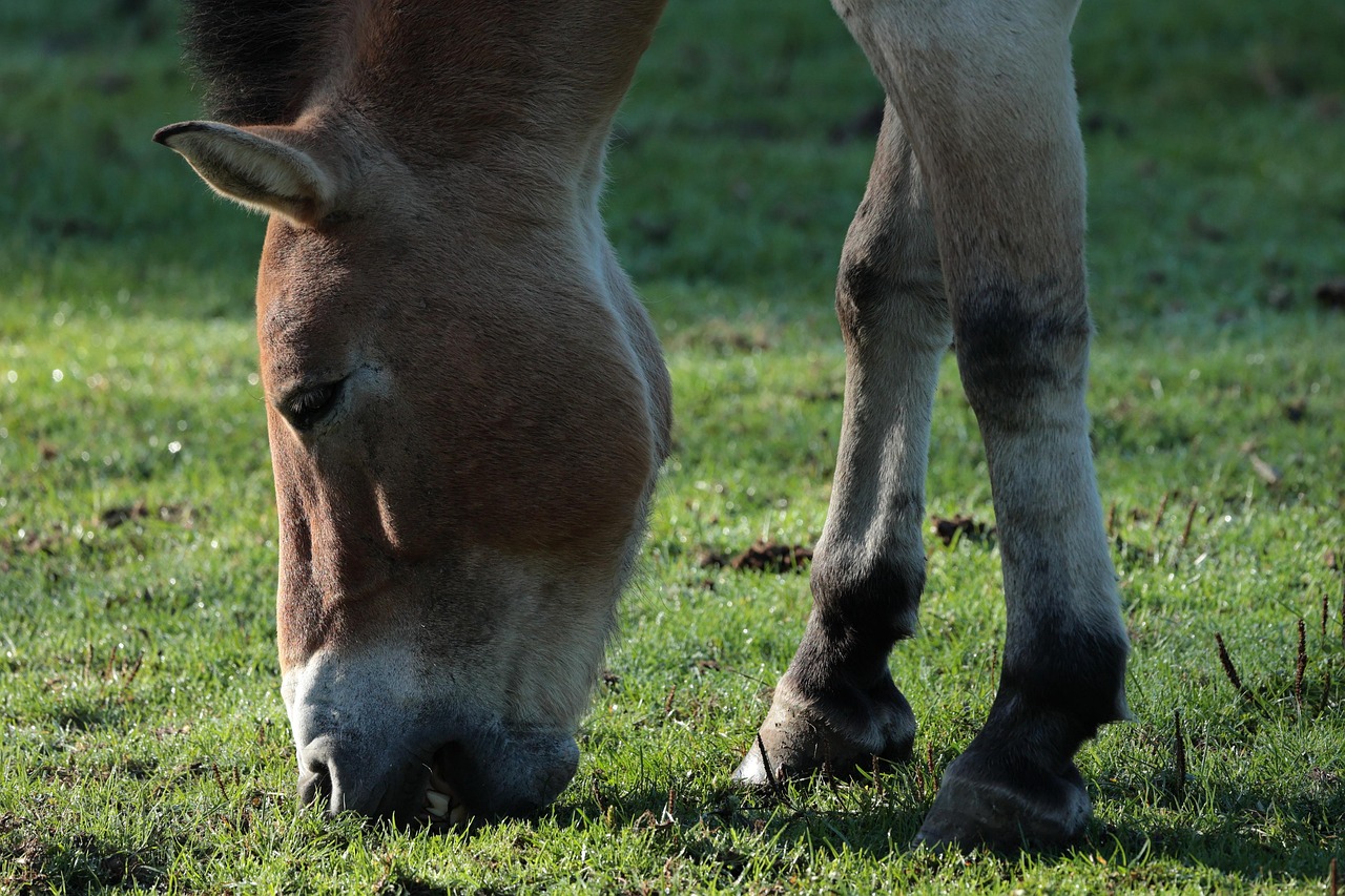Horse Brushes Chews Grass Free photo on Pixabay