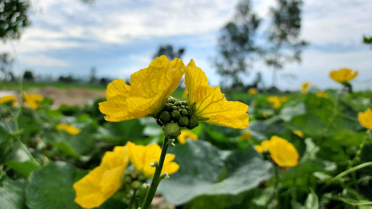 Nature Flowers Bloom - Free photo on Pixabay - Pixabay