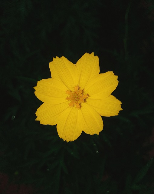 Free Flower Nature photo and picture