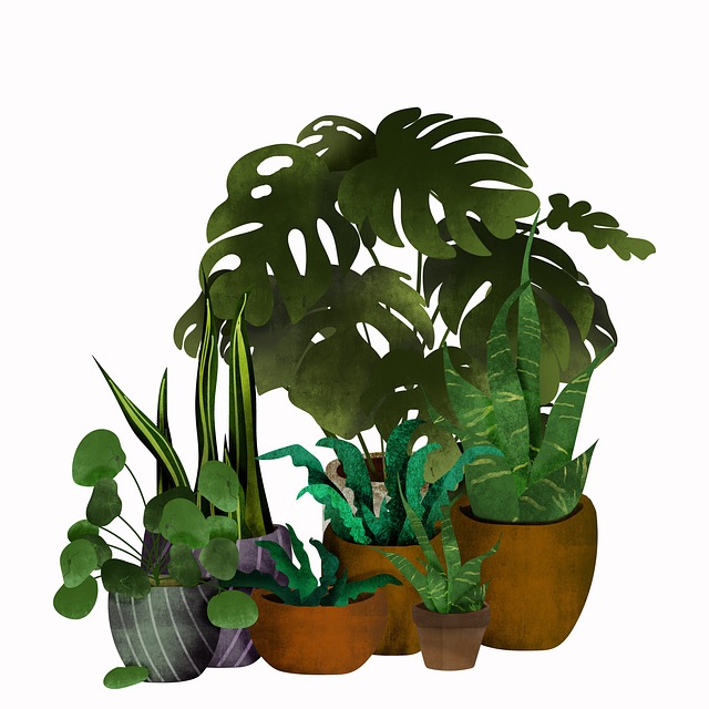 Monstera, Sansaveria, Planter