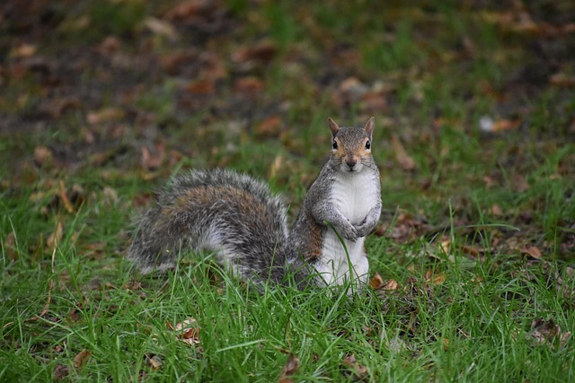 Eekhoorn, Knaagdier, Herfst, Woud