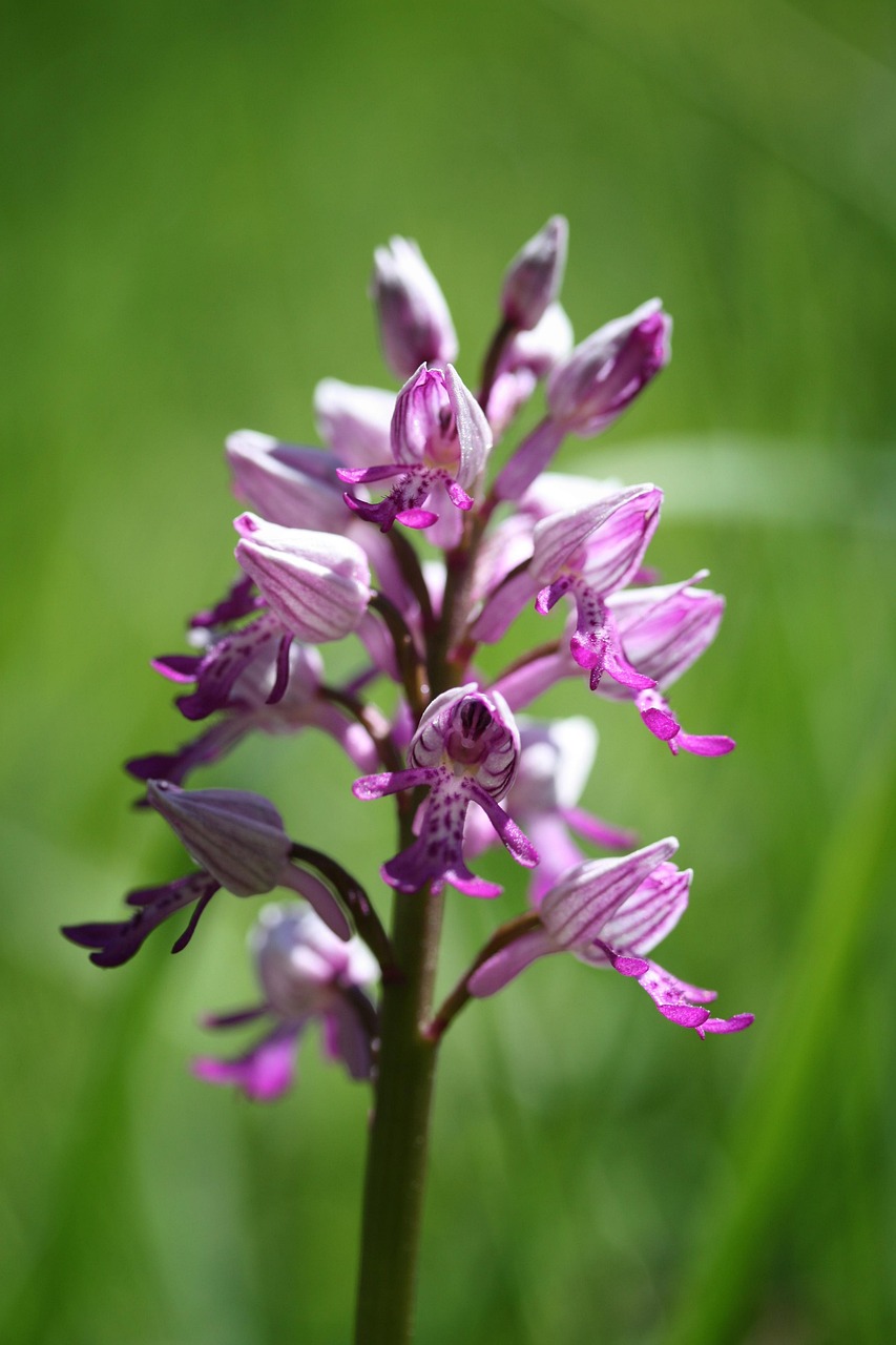 Divoká Orchidej Růžové - Fotografie zdarma na Pixabay