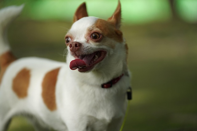 犬 動物 ペット - Pixabayの無料写真