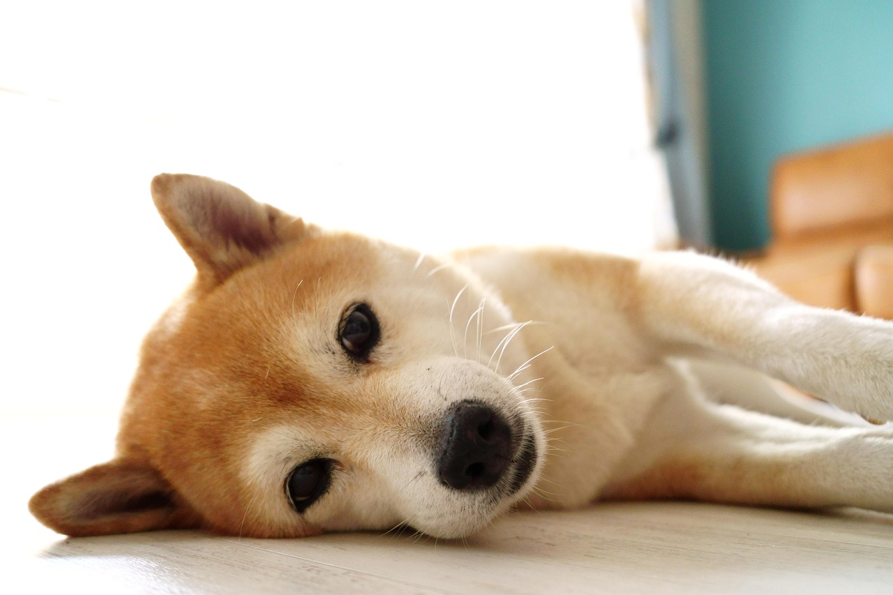 Pet friendly living room ideas featuring a happy dog in a modern family home