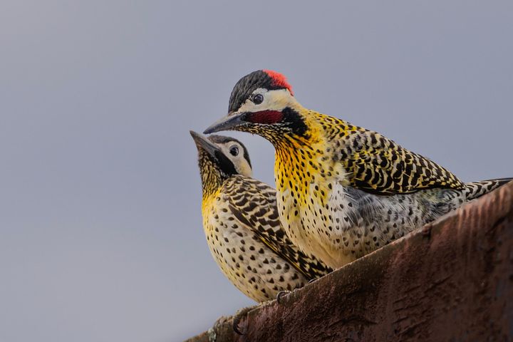 1000以上の無料キツツキ 鳥画像 Pixabay