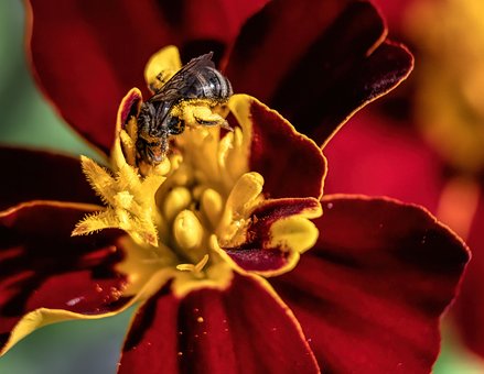 Free Solitary Bee Bee photo and picture