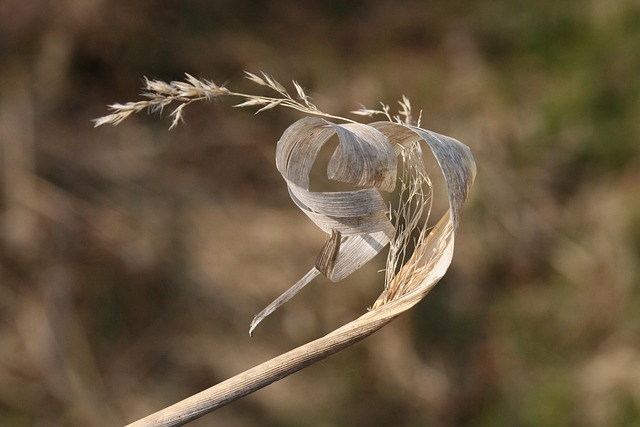 Free Blade Of Grass Grass Flower photo and picture