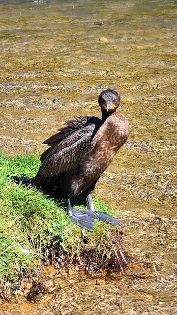 Cormoran, Pasăre, Natura, Animal