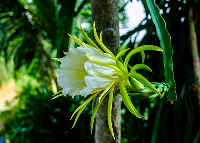 Free Flower Leaves Landscape photo and picture