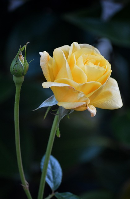 Happy Mother'S Day Yellow Rose - Free photo on Pixabay - Pixabay