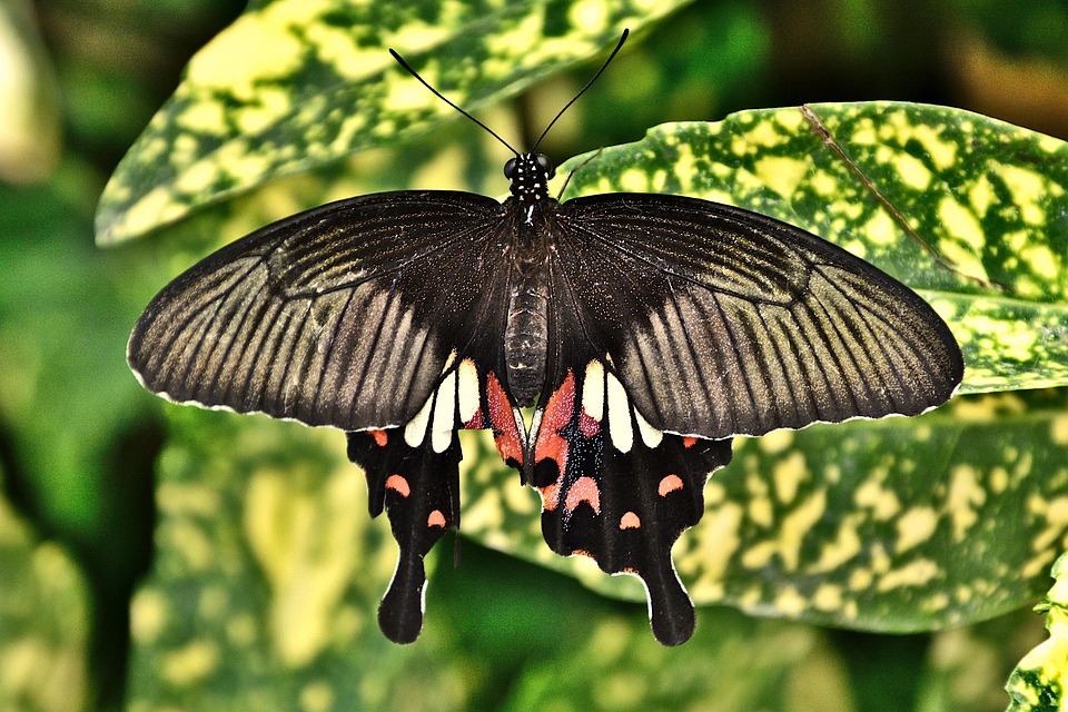 Flying Insects Butterfly Butterfly Insect Flying - Free photo on Pixabay