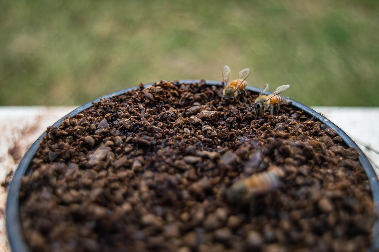 Bees Coffee Grounds Beans Free photo on Pixabay Pixabay