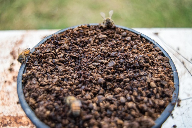 Bees Coffee Beans Honey - Free photo on Pixabay - Pixabay
