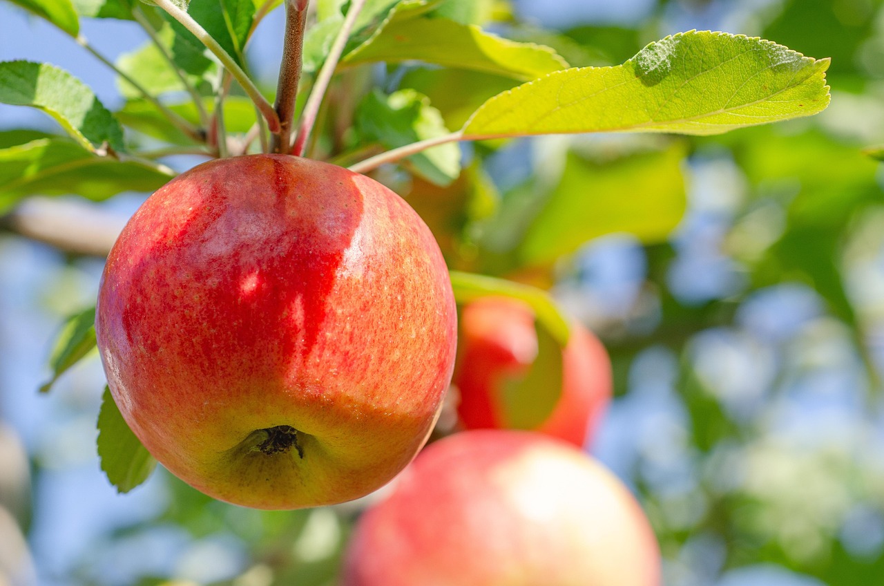 Apple Fruit Description At Arthur Dwyer Blog Apple Fruit Description At Arthur Dwyer Blog