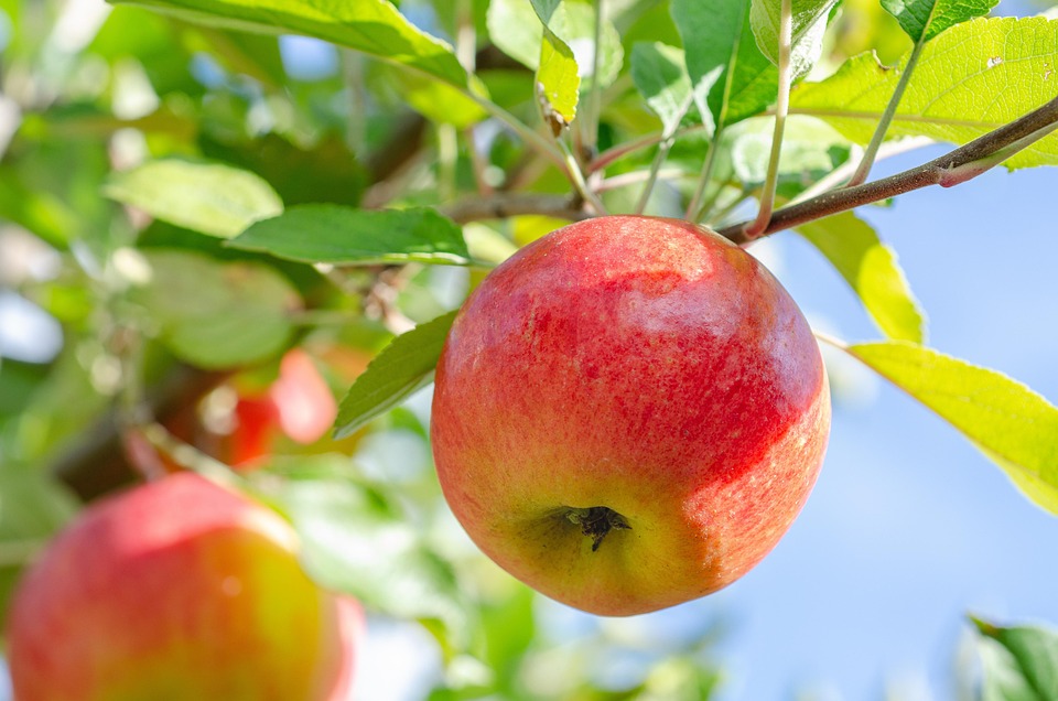 Apple Fruit Tree Free Photo On Pixabay Apple Fruit Tree Free Photo On Pixabay