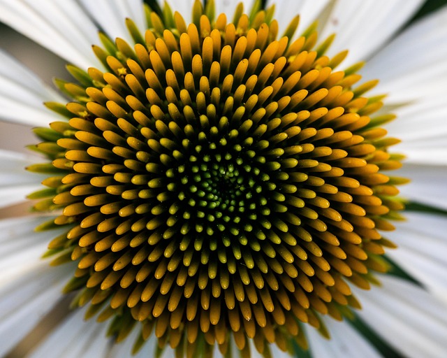 Free Daisy Flower photo and picture