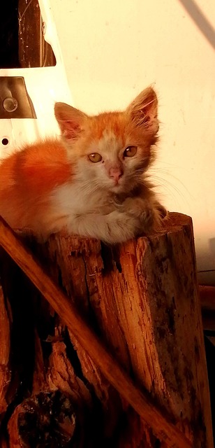 Free Cat Animal photo and picture