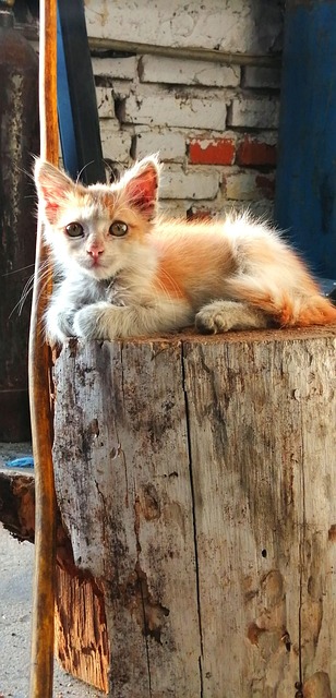 Free Kitten Animal photo and picture