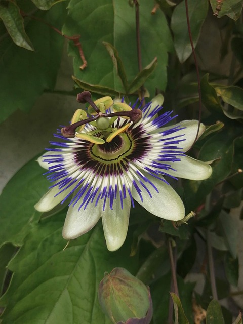 Free Passionflower Flowers photo and picture