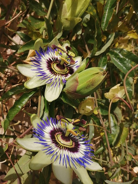Free Passionflower Flower photo and picture