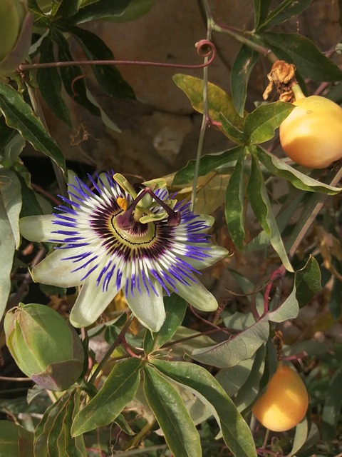 Free Passionflower Flower photo and picture