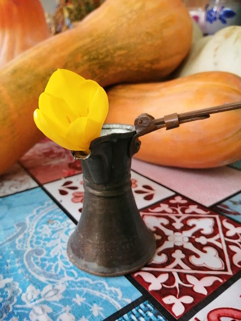 Free Pumpkins Crocus photo and picture