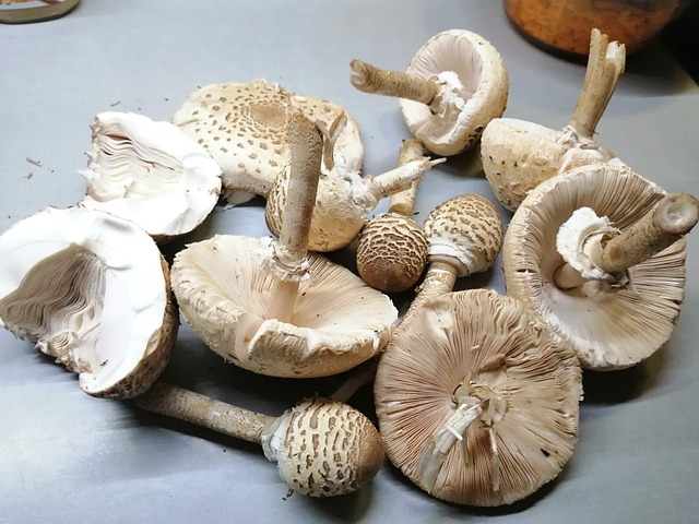 Free Mushrooms Deer photo and picture
