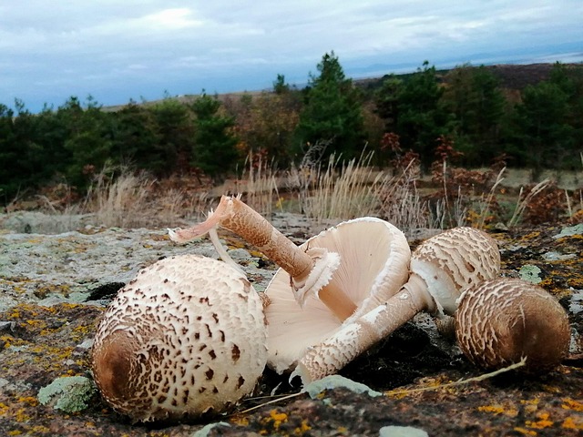 Free Mushrooms Deer photo and picture