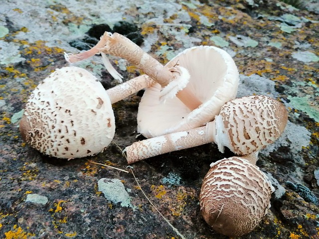 Free Mushrooms Deer photo and picture