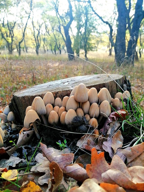 Free Mushrooms Stump photo and picture
