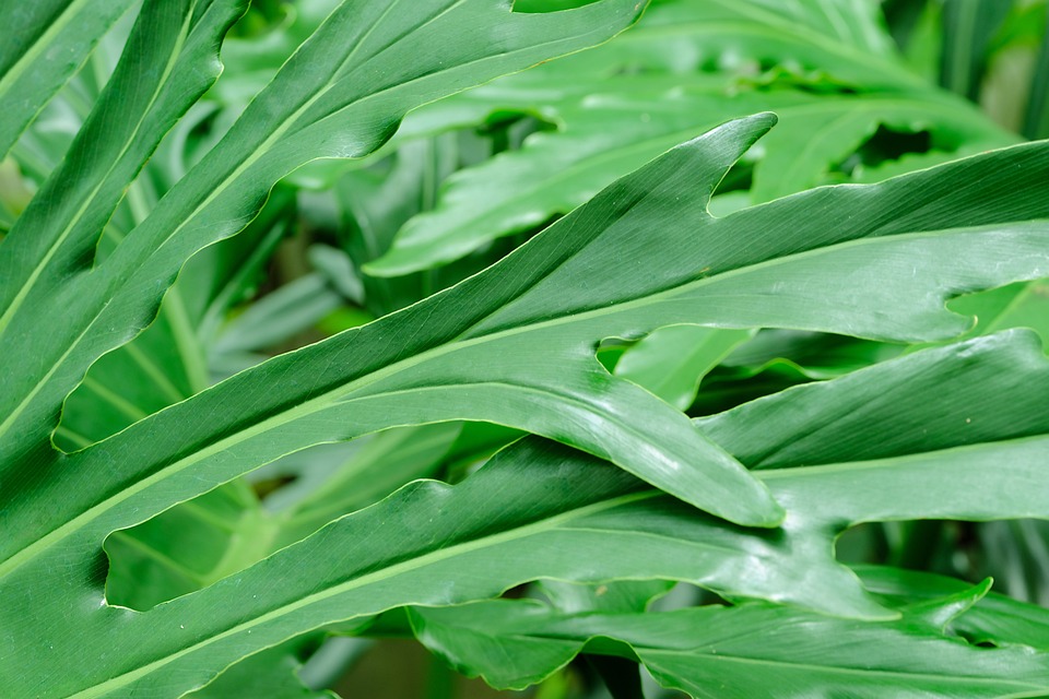 philodendron serpens x verrucosum Philodendron Squamiferum x Serpens main image 0