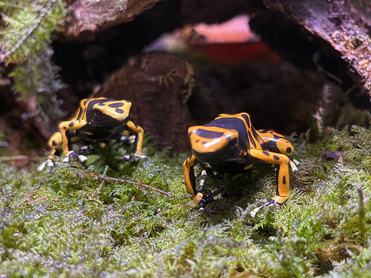 Süßer Pfeilgiftfrosch Plüschtier – Weich, Kuschelig, 6 Zoll, Perfekt Als Geschenk Für Kinder